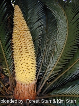 Cycas revoluta