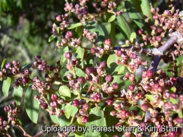 Euphorbia olowaluana