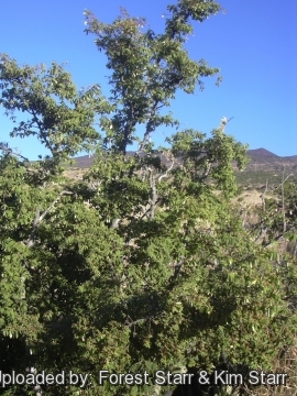 Euphorbia olowaluana