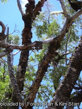 Euphorbia olowaluana