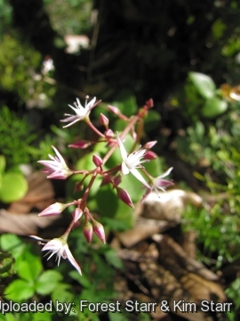 Crassula multicava