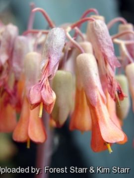 Kalanchoe fedtschenkoi