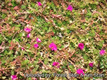 Portulaca amilis cv. Puerto Rican Hot Pink