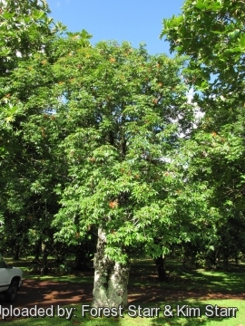 Adansonia madagascariensis