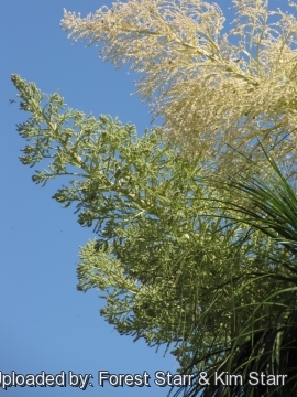 Beaucarnea recurvata