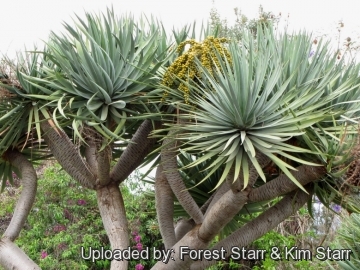 Dracaena draco