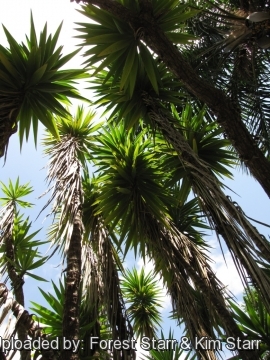 Yucca gigantea