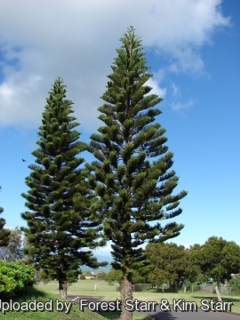 Araucaria columnaris