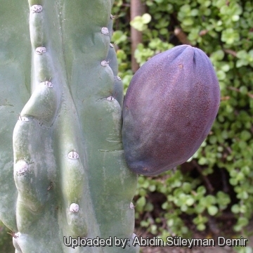 Cereus peruvianus