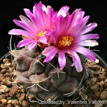 Thelocactus tulensis subs. buekii