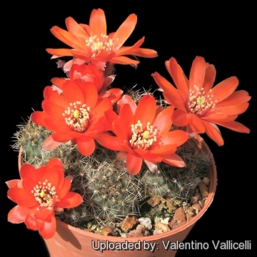 Rebutia haefneriana