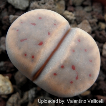 Lithops dinteri C206 TL: 40 km SSE of Warmbad, Namibia