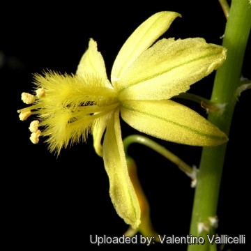 Bulbine frutescens