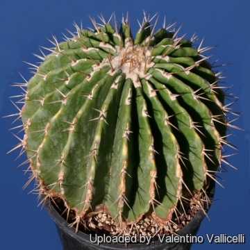 Echinocactus platyacanthus var. viznaga