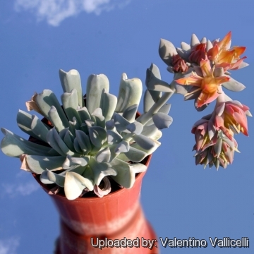 Echeveria runyonii cv. Topsy Turvy