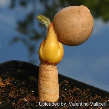 Cycas siamensis 