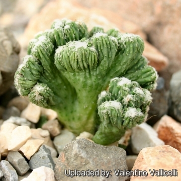 Cereus cv. Wild Crest