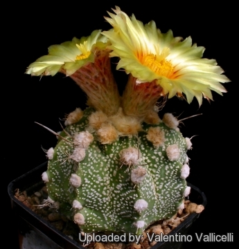 Astrophytum hybrid AS-SEN(AU) (A. asterias x A. senilis aureum)