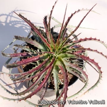 Hechtia podantha