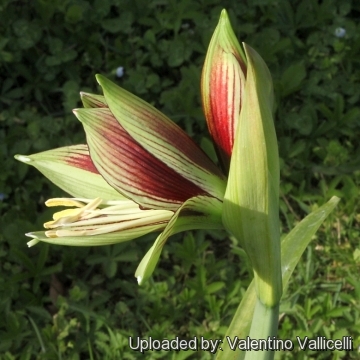 Hippeastrum papilio