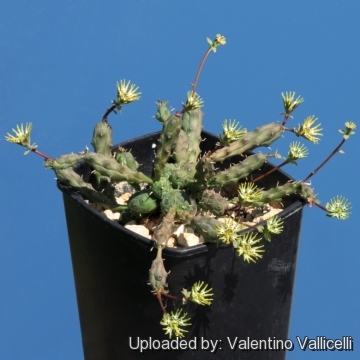 Euphorbia globosa