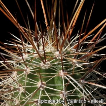 Echinocereus fasciculatus var. boyce-thompsonii