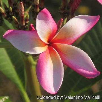 Plumeria rubra