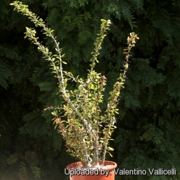 Fouquieria fasciculata