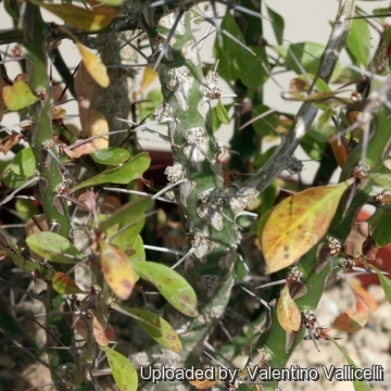 Fouquieria fasciculata