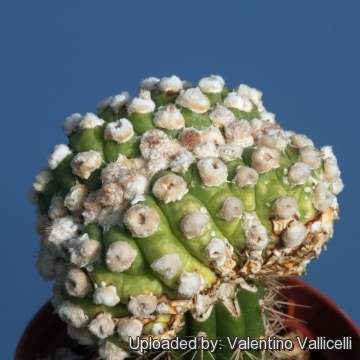 Astrophytum asterias cv. muscle cristatum