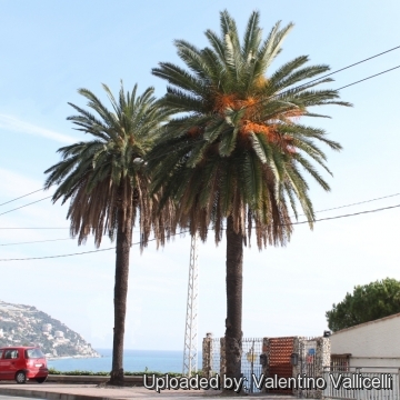 Phoenix canariensis