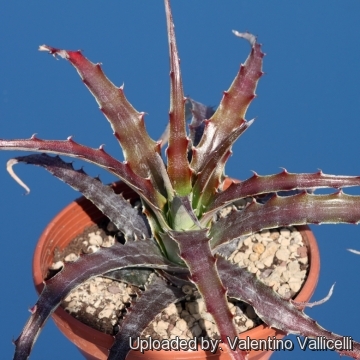 Hechtia sp. Miahuatlan, Oaxaca, Mexico