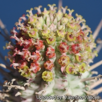 Euphorbia mammillaris f. variegata