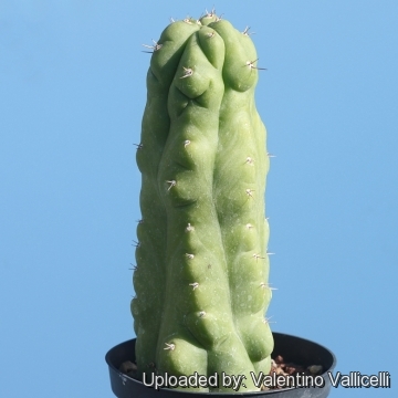 Echinopsis pachanoi f. monstruosa cv. Gianfra