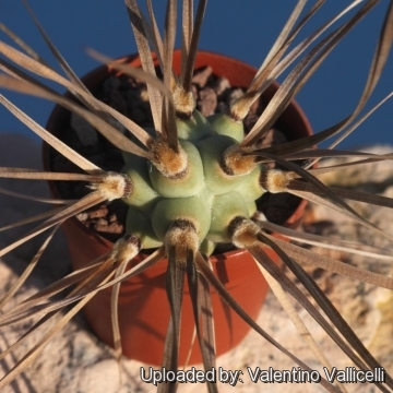 Tephrocactus aoracanthus var. paediophilus