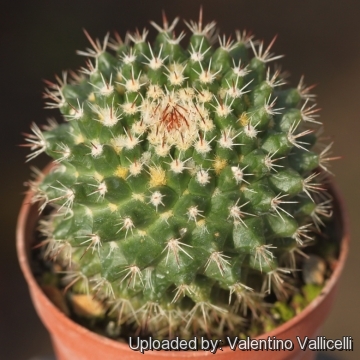 Mammillaria voburnensis subs. eichlamii