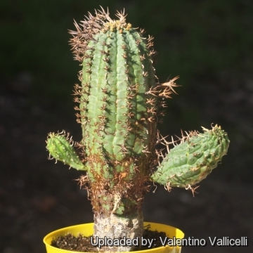 Euphorbia stellispina