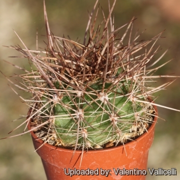 Echinopsis hyalacantha