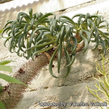 Pachypodium lamerei