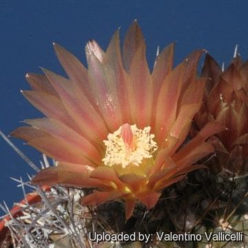 Pyrrhocactus dimorphus