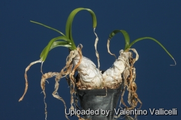 Ornithogalum caudatum