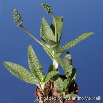 Scilla pauciflora