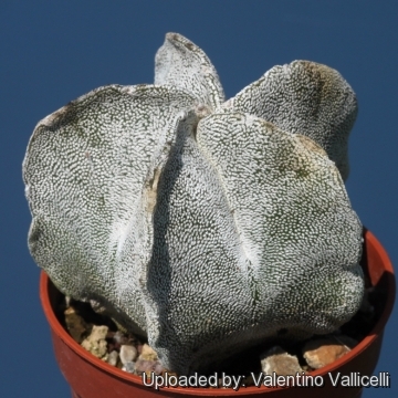 Astrophytum myriostigma var. tulense