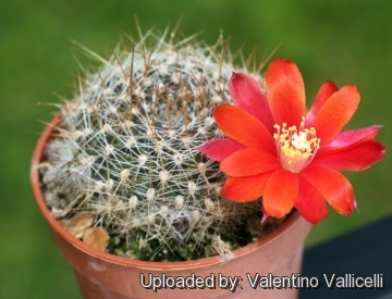 Rebutia sanguiniflora