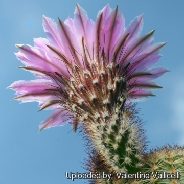 Echinocereus grandis