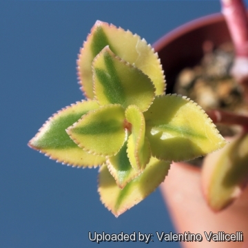 Crassula sarmentosa cv. Comet