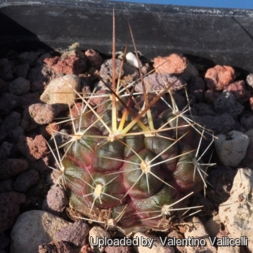 Rebutia fidaiana var. westii