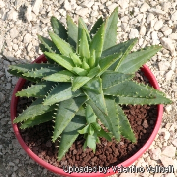 Aloe brevifolia