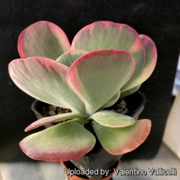 Kalanchoe luciae cv. Fantastic