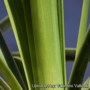 Beaucarnea gracilis